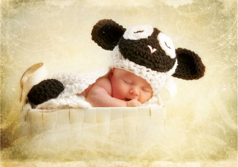 source of image: https://angelavaught.files.wordpress.com/2012/02/test9j7c1606-baby-lamb.jpg