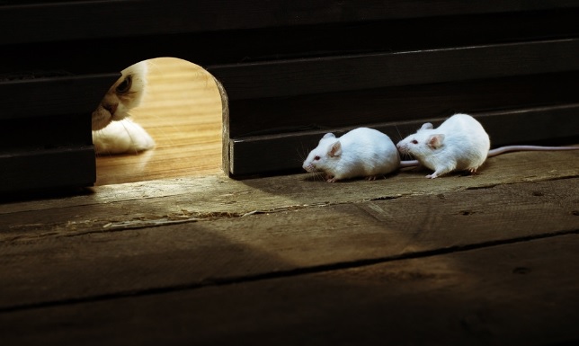 source of image: http://wallpaperpixel.com/thumbnail/55/11/two-mice-in-danger-of-a-cat-preview.jpg